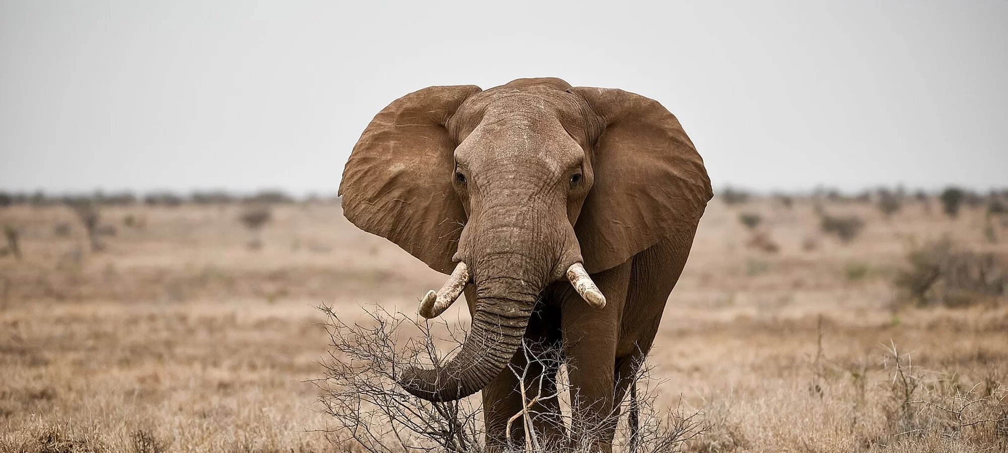 Elefant