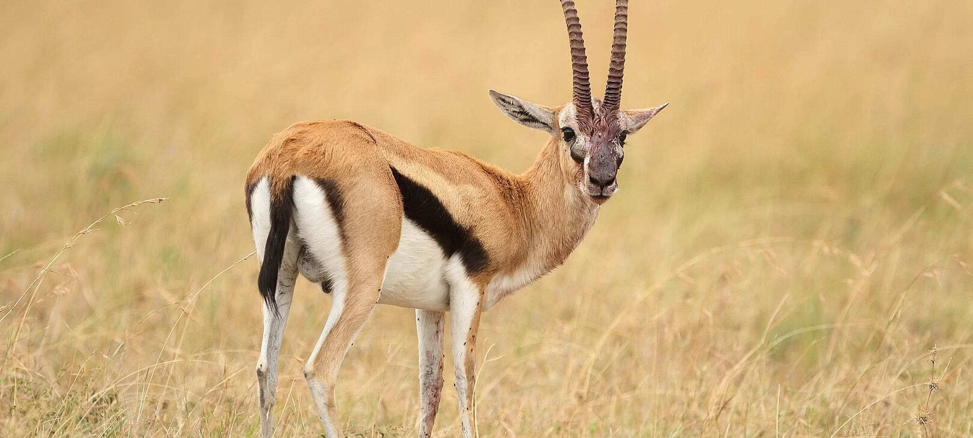 Antilope